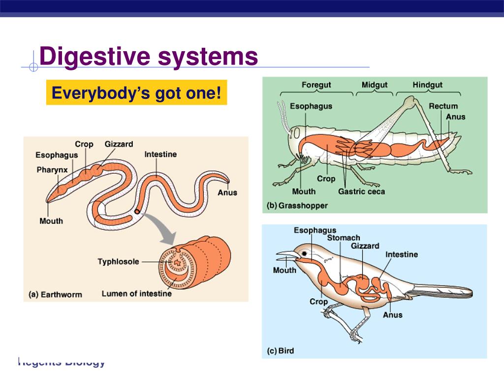 PPT - Animal Nutrition Human Digestion PowerPoint Presentation, free