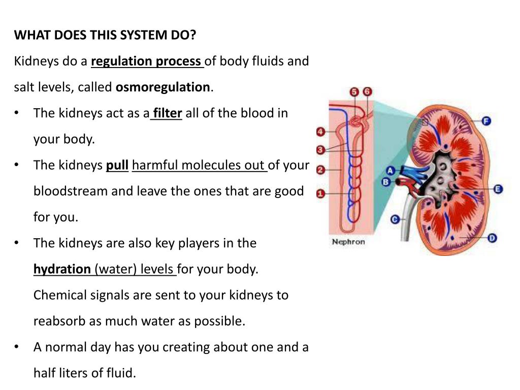 Excretory system powerpoint