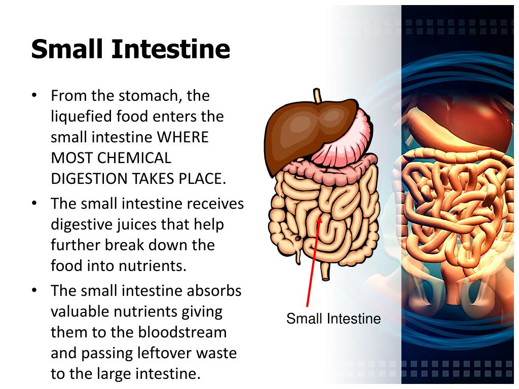 Ppt The Digestive System Powerpoint Presentation Free Download Id 1890298