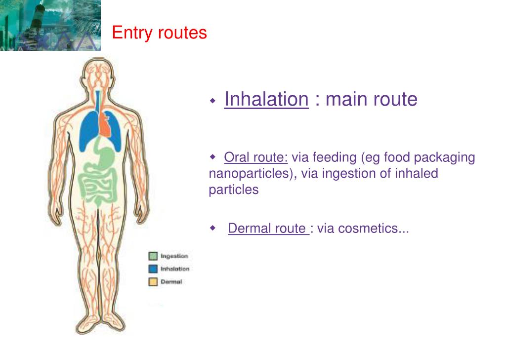 PPT - Toxicity and risks for human health of nanomaterials Anne Braun ...