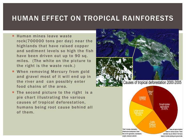 PPT - Tropical Rainforest PowerPoint Presentation - ID:1890947