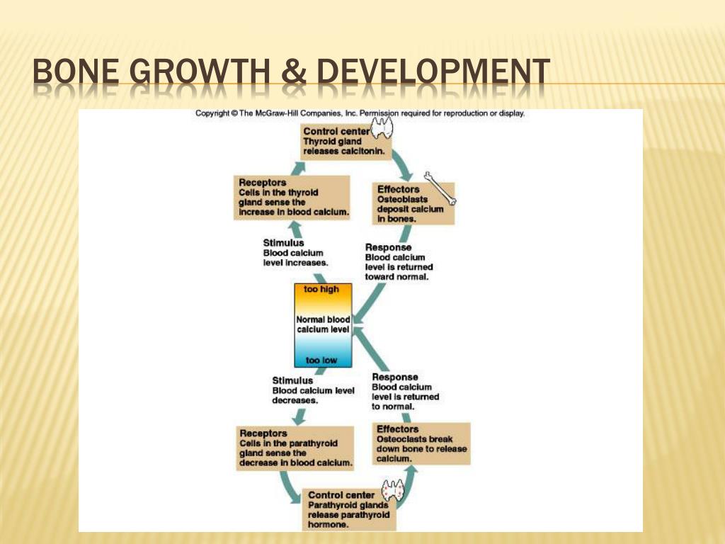 Bone Growth And Development Biology For Majors Ii Biology Diagrams