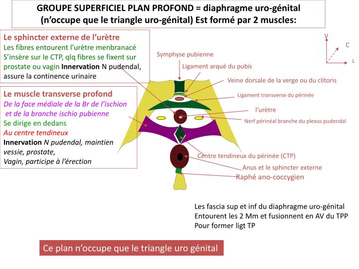 PPT - MYOLOGIE DU PELVIS A-P UZEL PowerPoint Presentation - ID:1892274