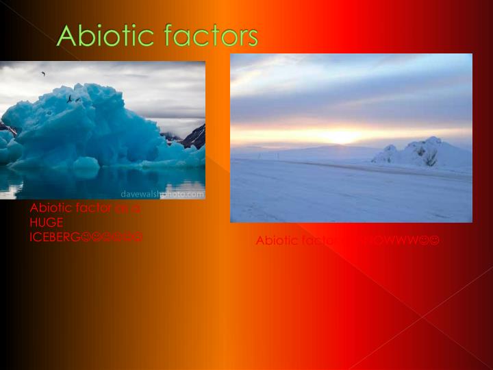 PPT - The Arctic Tundra PowerPoint Presentation - ID:1892893