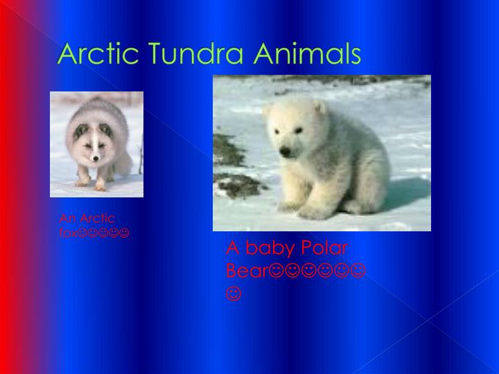 PPT - The Arctic Tundra PowerPoint Presentation - ID:1892893