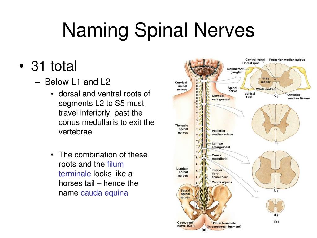 Span name. Расширения спинного мозга. Spinal segmental nerve. Спинной мозг кластер. Образования спинного мозга.