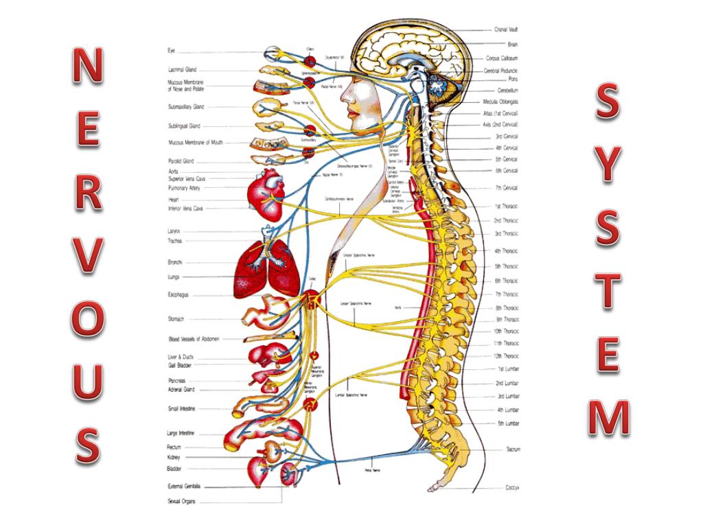 function of the nervous system