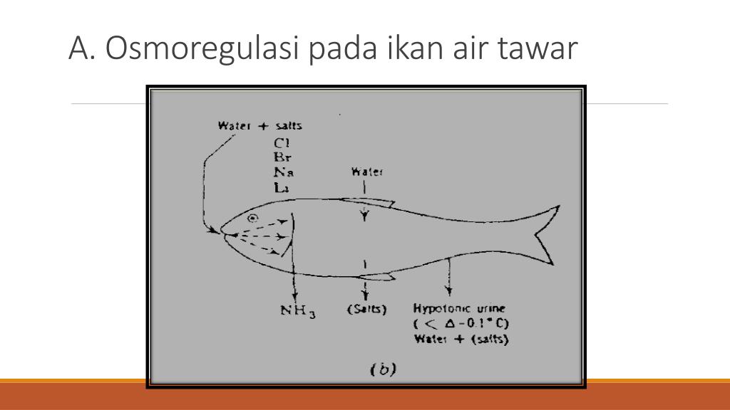 6600 Koleksi Bagaimana Proses Osmoregulasi Pada Ikan Air Tawar Dan Ikan Air Laut Terbaik