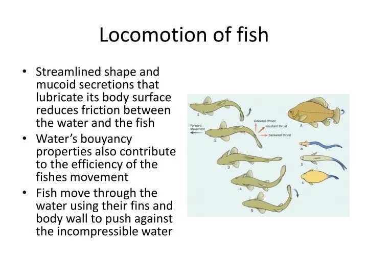 locomotion of fish n.