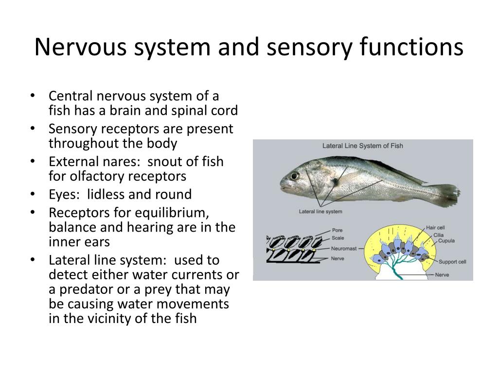 Тест нервная система органы чувств. Lateral line of Fish. Нервная система рыб. Фиш система что такое. Lateral line System.