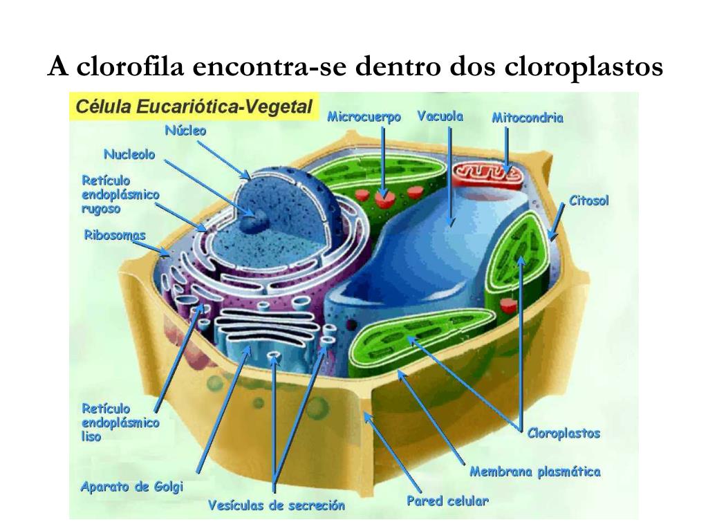 Cloroplastos celula vegetal