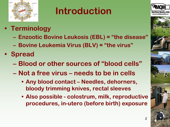 bovine leukemia virus