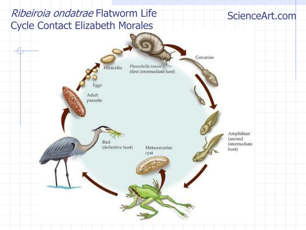 Стадия жизненного цикла червя. Червь-трематода из рода Ribeiroia. Ribeiroia паразит жизненный цикл. Церкария жизненный цикл. Жизненный цикл лягушачьей двуустки.