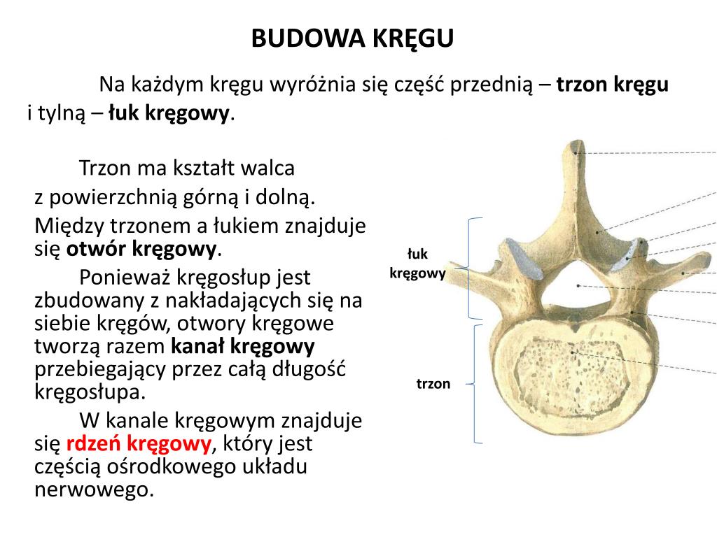Z Ilu Kręgów Składa Się Kręgosłup PPT - PODSTAWY ANATOMICZNE PowerPoint Presentation, free download - ID