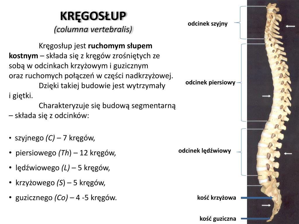 Z Ilu Kręgów Składa Się Kręgosłup PPT - PODSTAWY ANATOMICZNE PowerPoint Presentation, free download - ID