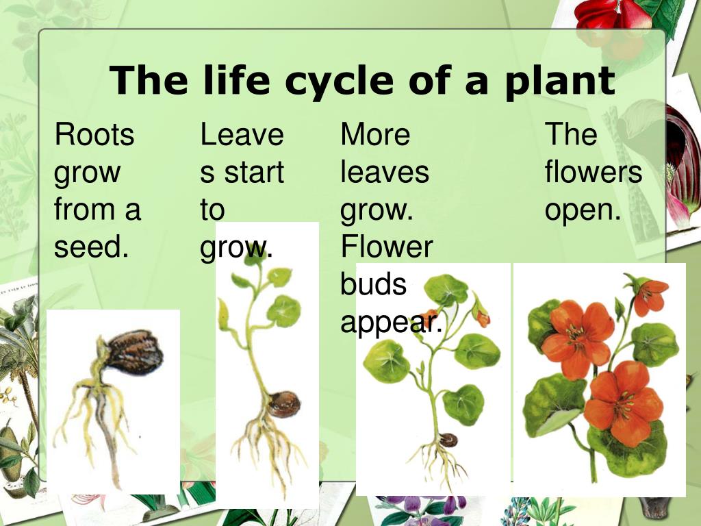 Plant cycle