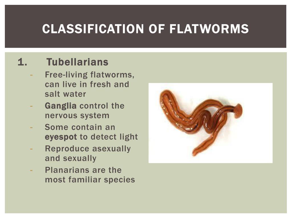 types of flat worms types of flat worms