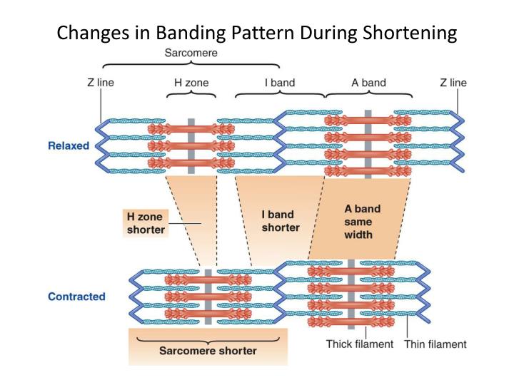 PPT Molecular Basis of Skeletal Muscle Contraction PowerPoint