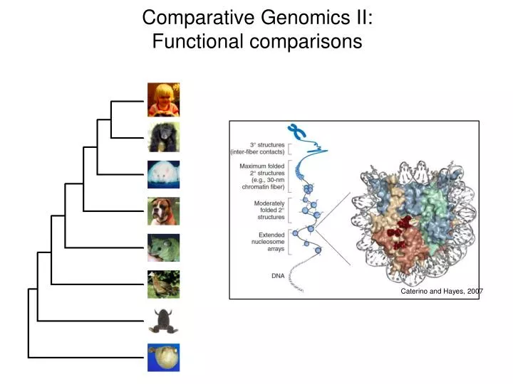 comparative genomics+research paper comparative genomics+research paper