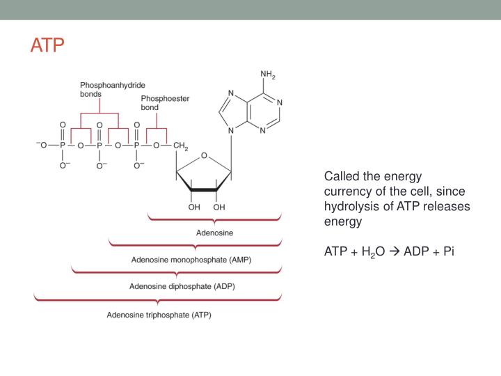 PPT - Mitochondria III: ATP - the energy Currency of the Cell ...