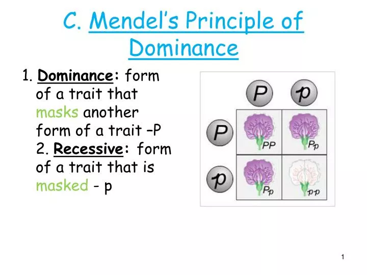 ppt c mendels principle of dominance powerpoint principle of dominance