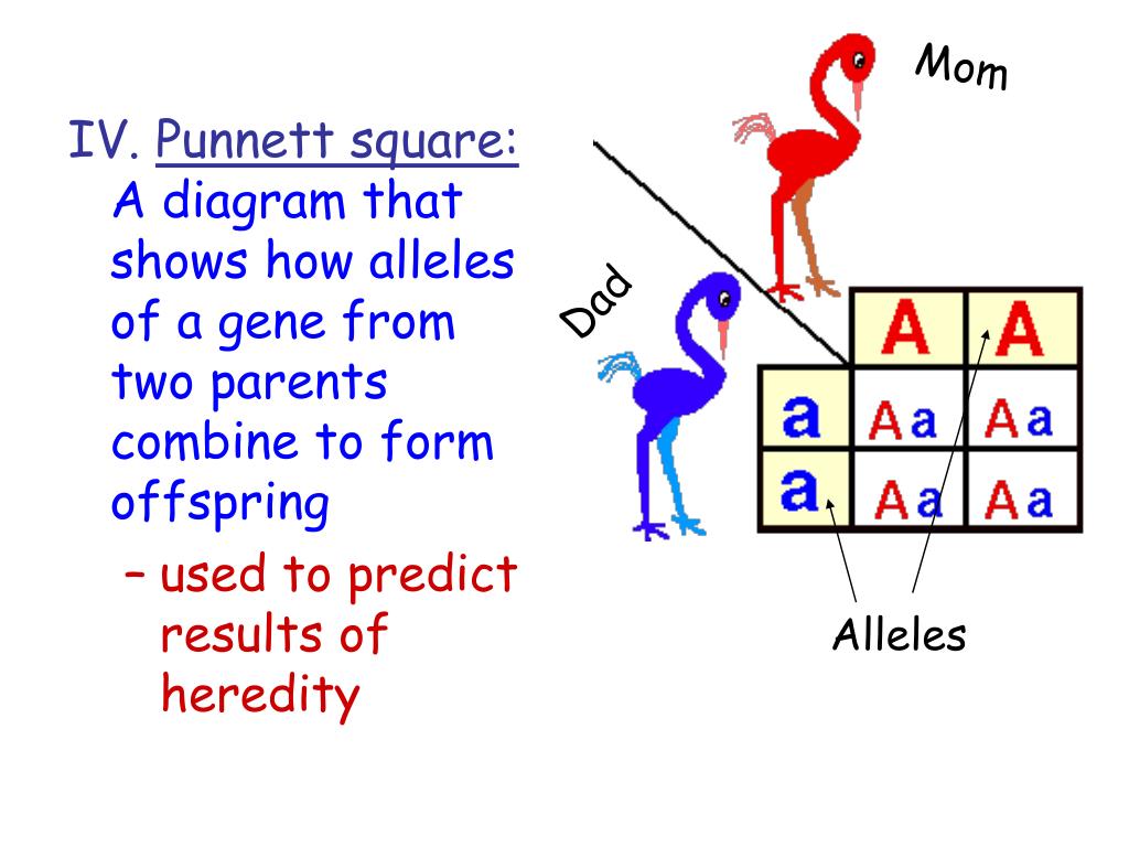 principle of dominance infinite limits principle of dominance infinite limits