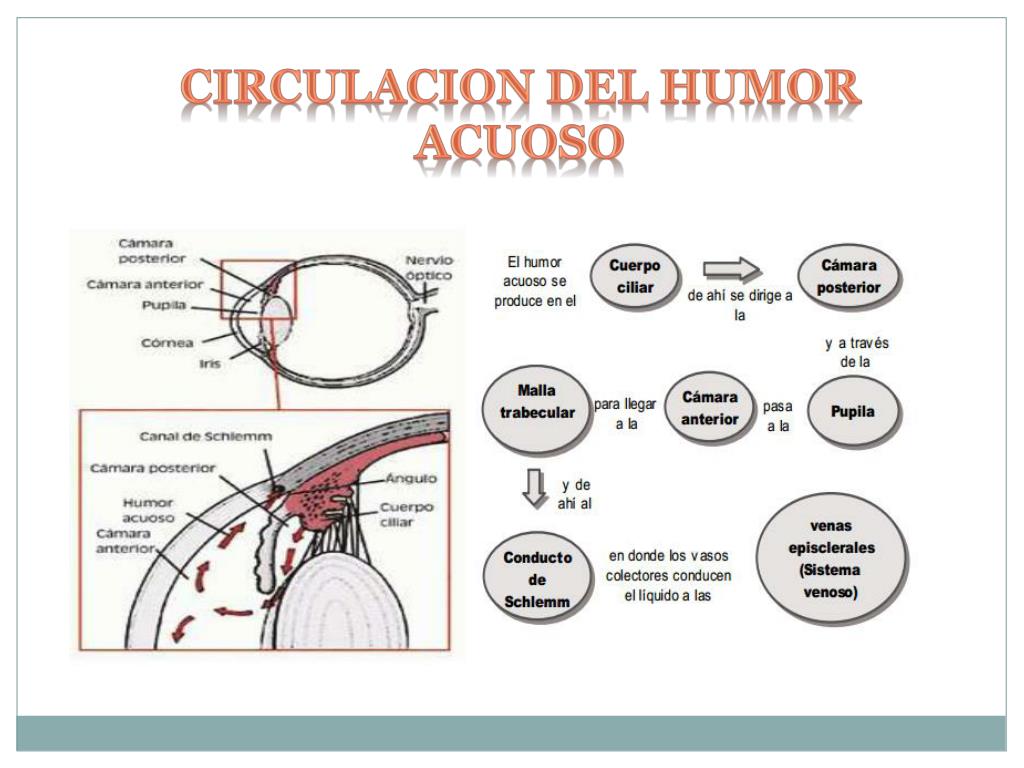 Circulacion Del Humor Acuoso