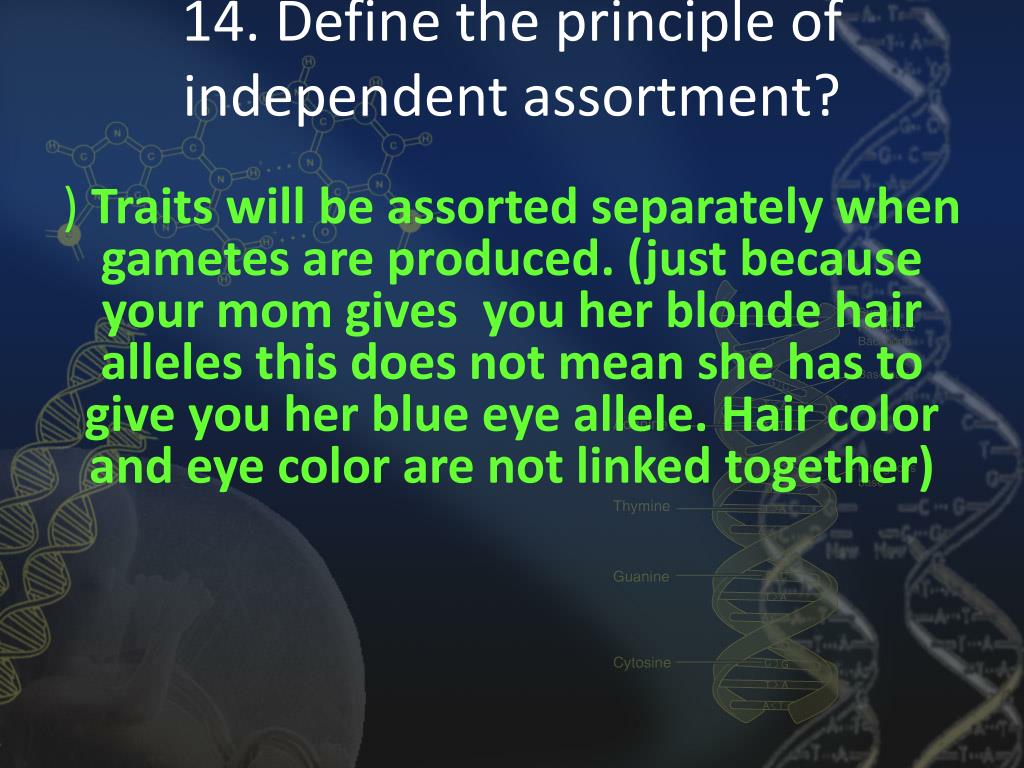 principle of independent assortment