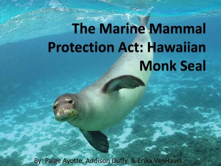 PPT - The Marine Mammal Protection Act: Hawaiian Monk Seal PowerPoint