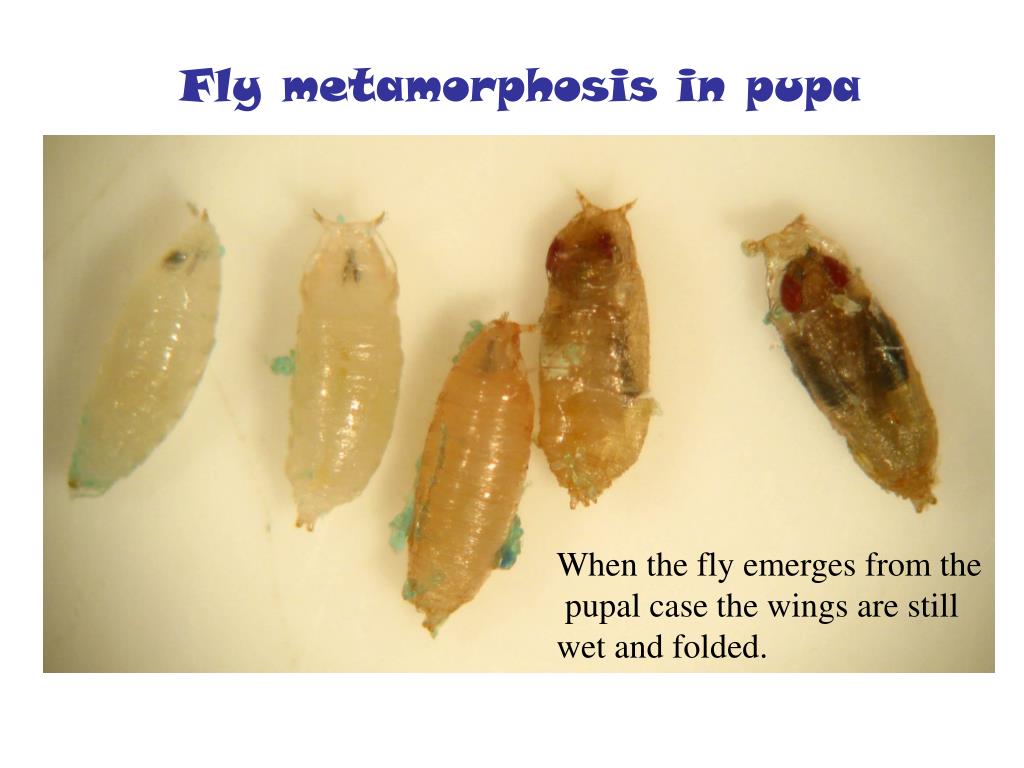 PPT to the World of Fruit Fly PowerPoint
