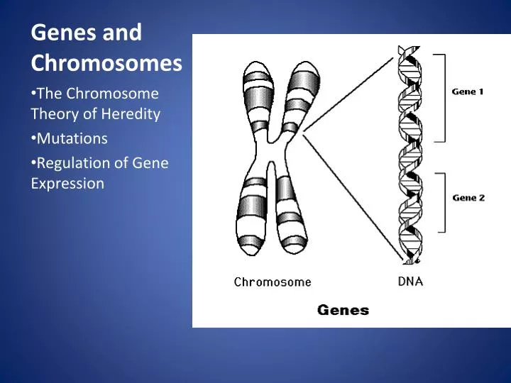 genes and chromosomes n.