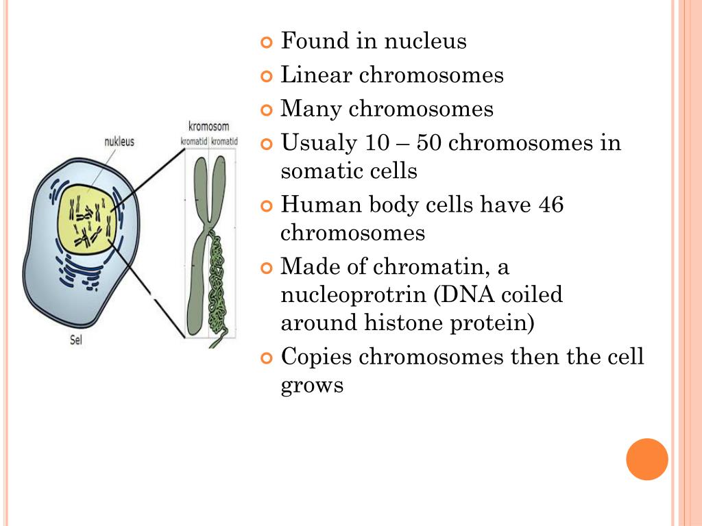 50 chromosome. Chromatin in Cells. Chromosomes in the Cat’s Somatic Cell.