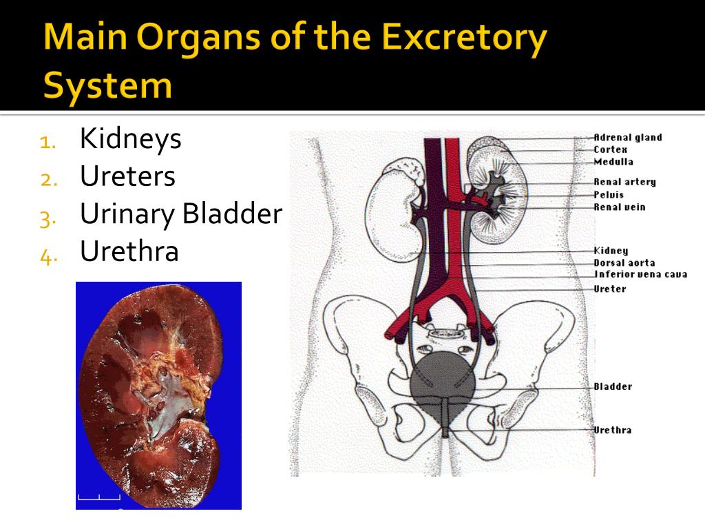 excretory-system-organs