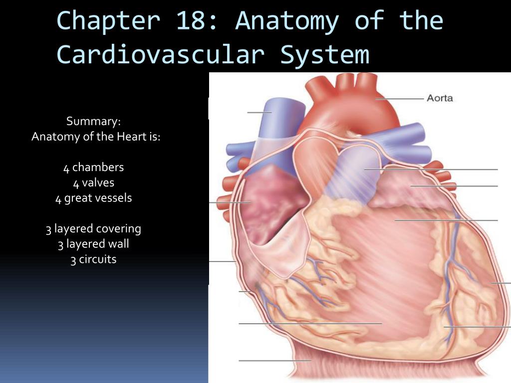 cardiovascular system presentation pdf