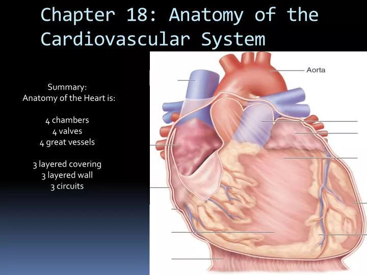 cardiovascular system powerpoint presentation