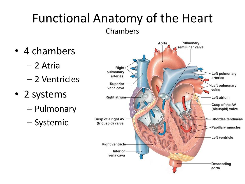 PPT - Physiology Cardiovascular System PowerPoint Presentation, free