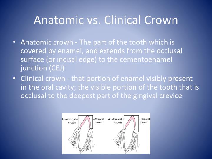 PPT Dental Terminology PowerPoint Presentation ID1897364