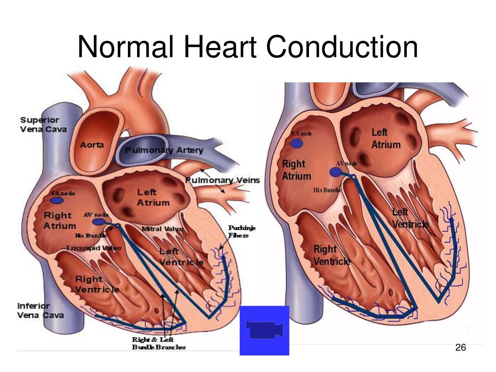 PPT Understanding The Cardiovascular System Structure Function And 