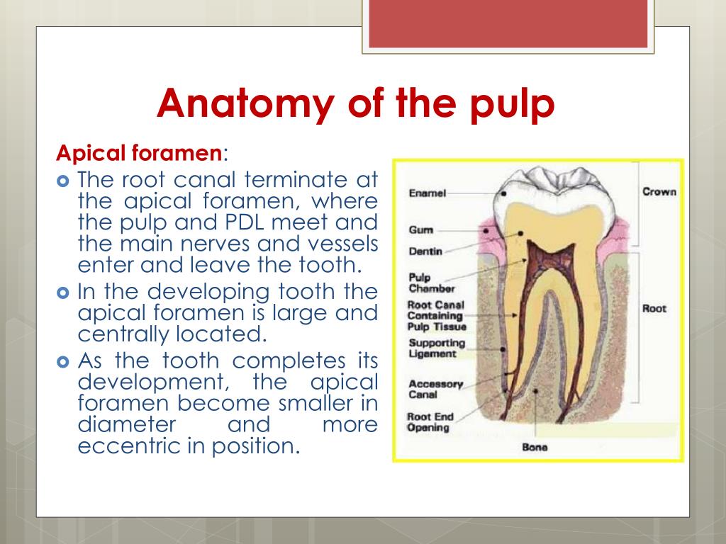 Ppt Dental Pulp Powerpoint Presentation Free Download Id 1897407