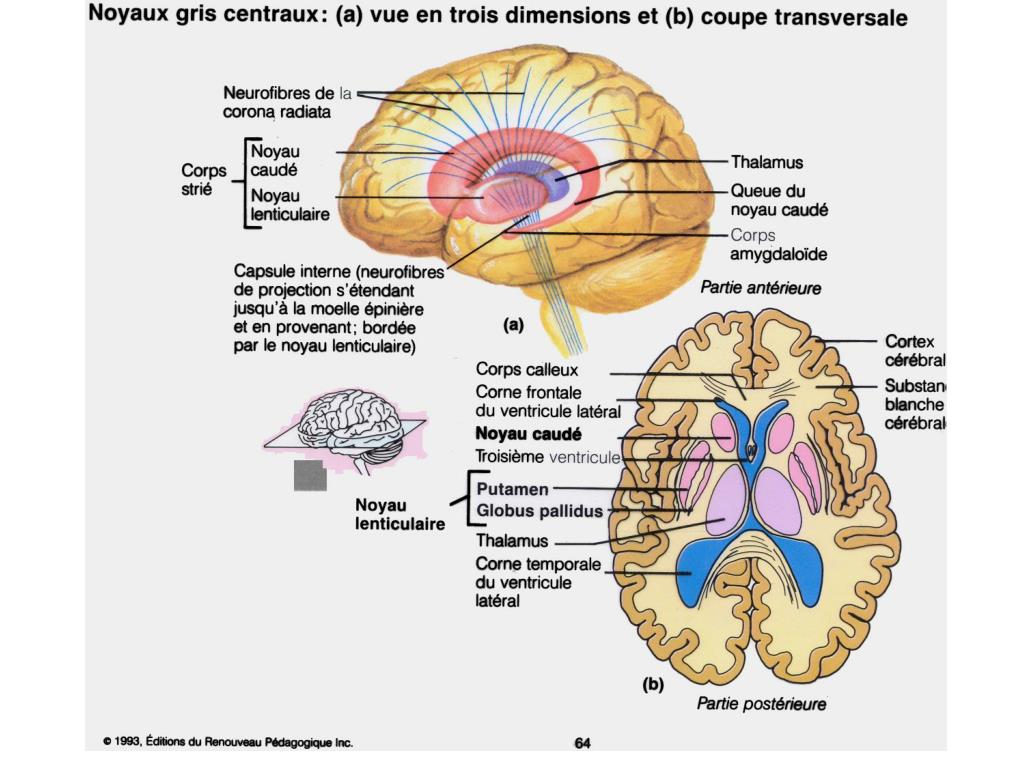 PPT Maladie De Parkinson Troubles Du Mouvement Pierre Bourque MD ppt-maladie-de-parkinson-troubles-du-mouvement-pierre-bourque-md