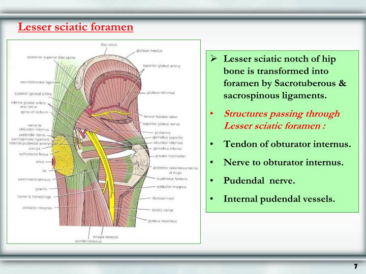 PPT - GLUTEAL REGION & BACK OF THIGH PowerPoint ...