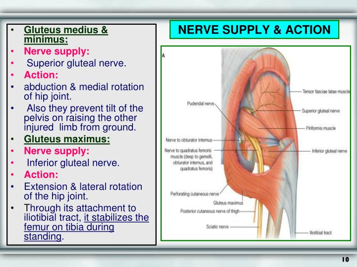 Ppt Gluteal Region And Back Of Thigh Powerpoint Presentation Id 1897995