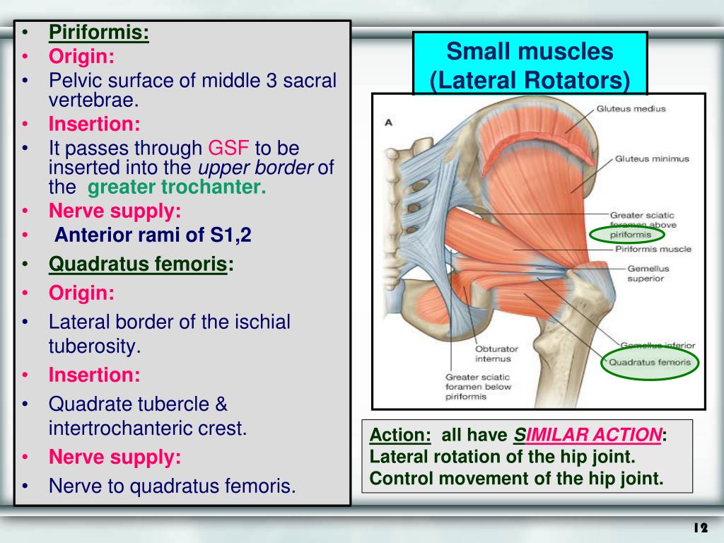 Ppt Gluteal Region And Back Of Thigh Powerpoint Presentation Free