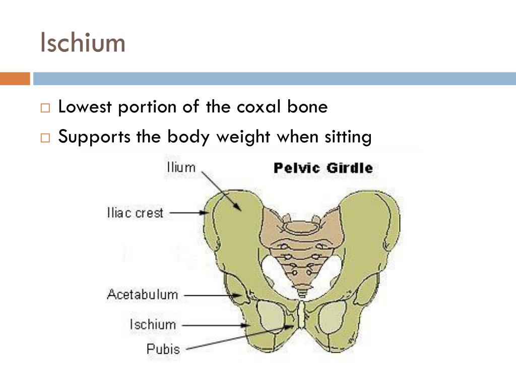 Supports bones. Ischium кость. Сколько ветвей имеет os ischium.. Pelvic girdle of Bony Fish. Quadrilateral surface of Pelvic.
