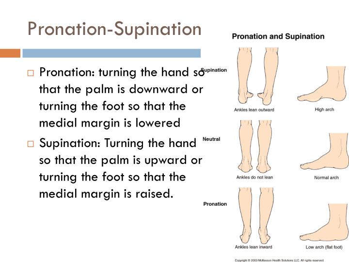 PPT - Pelvic Girdle-Lower Limbs p. 158-161 PowerPoint Presentation - ID ...