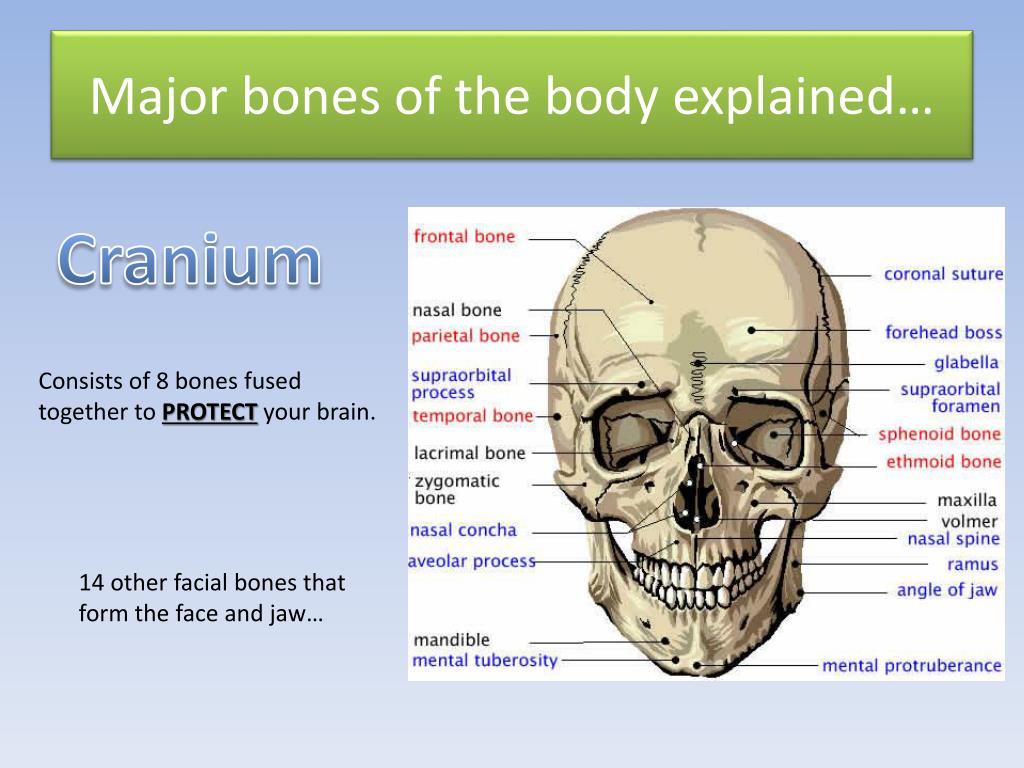 Major Bones In The Human Body - Skeletal System by ge3009 : In your