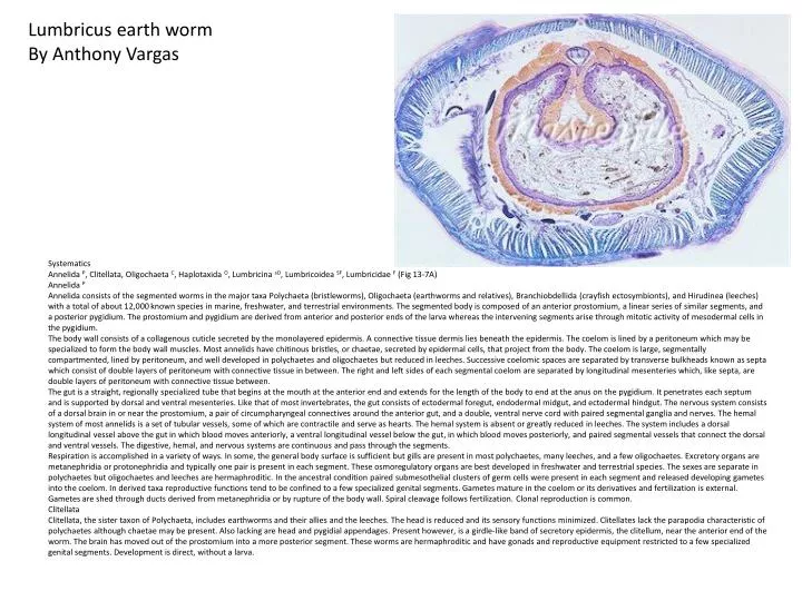 PPT - Systematics PowerPoint Presentation, free download - ID:1898197