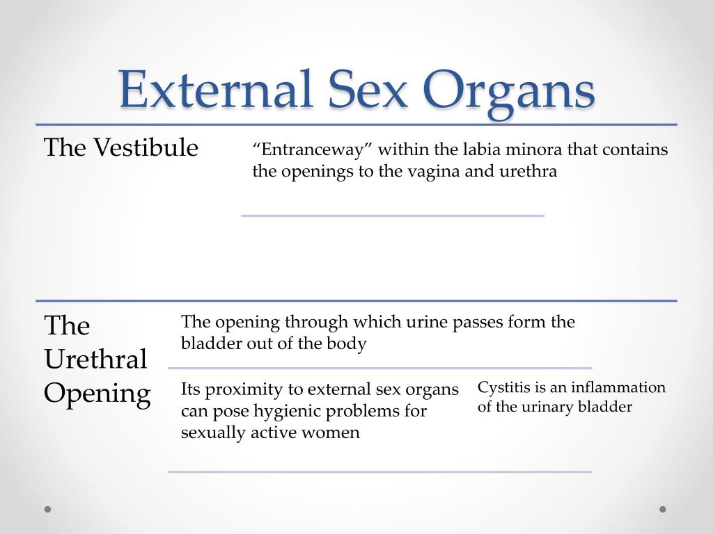 Sexual Organs PPT - Female Sexual Anatomy and Physiology PowerPoint Presentation ...