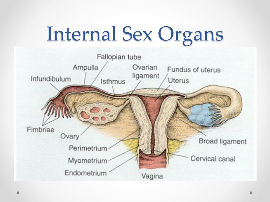 Sexual Organs PPT - Female Sexual Anatomy and Physiology PowerPoint Presentation ...