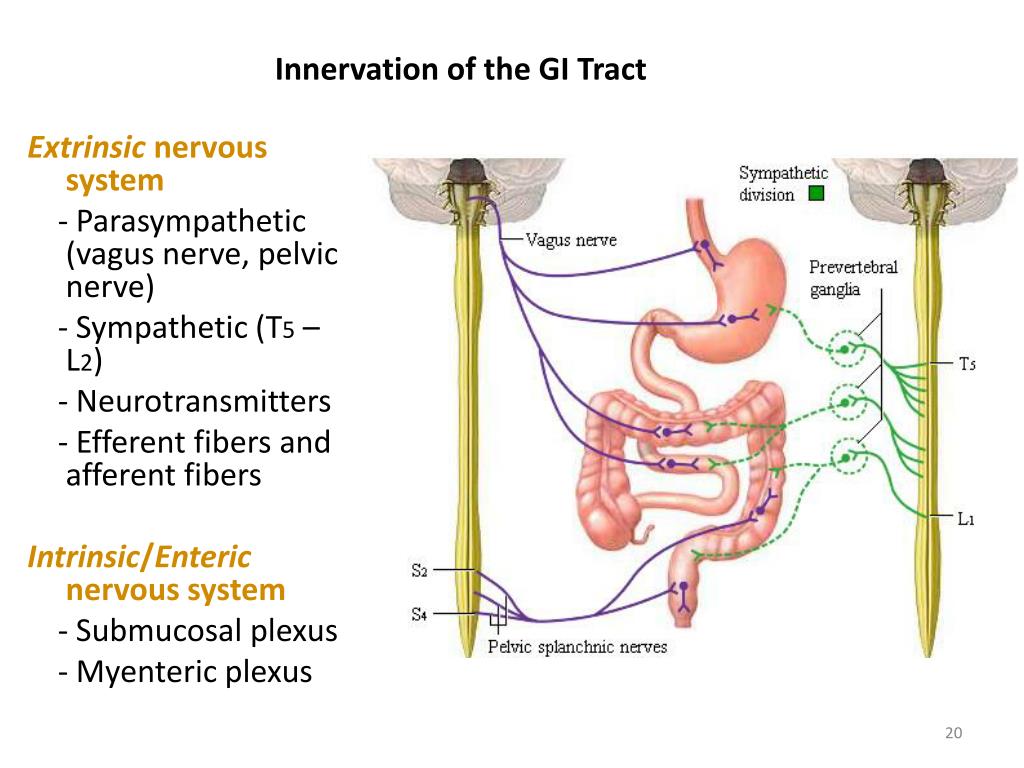 Extrinsic Innervation PPT - WINDSOR UNIVERSITY SCHOOL OF MEDICINE PowerPoint Presentation ...